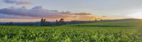 Peritaciones agrarias