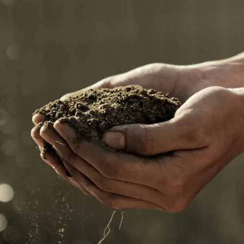 Consultor agrícola