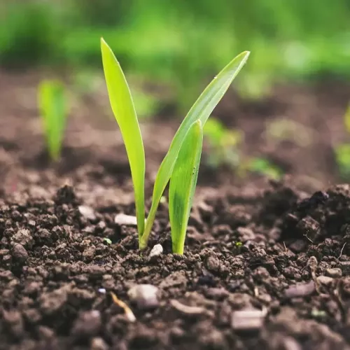 Proyectos agrarios