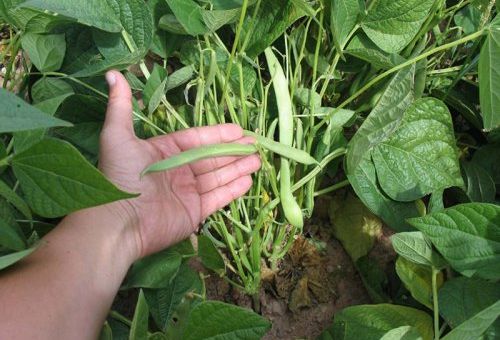 Perito agrícola en Valladolid