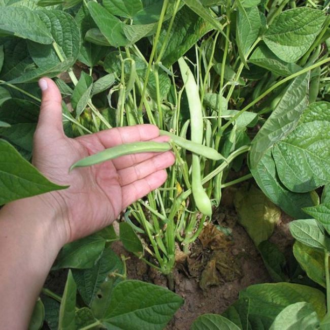 Perito agrícola en Valladolid