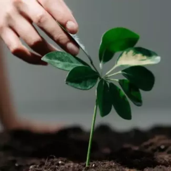 Ingenieros agrónomos